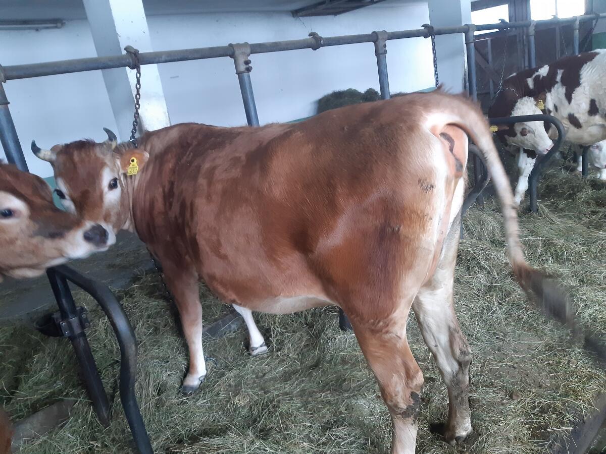 Trächtige Jersey Kalbin 2