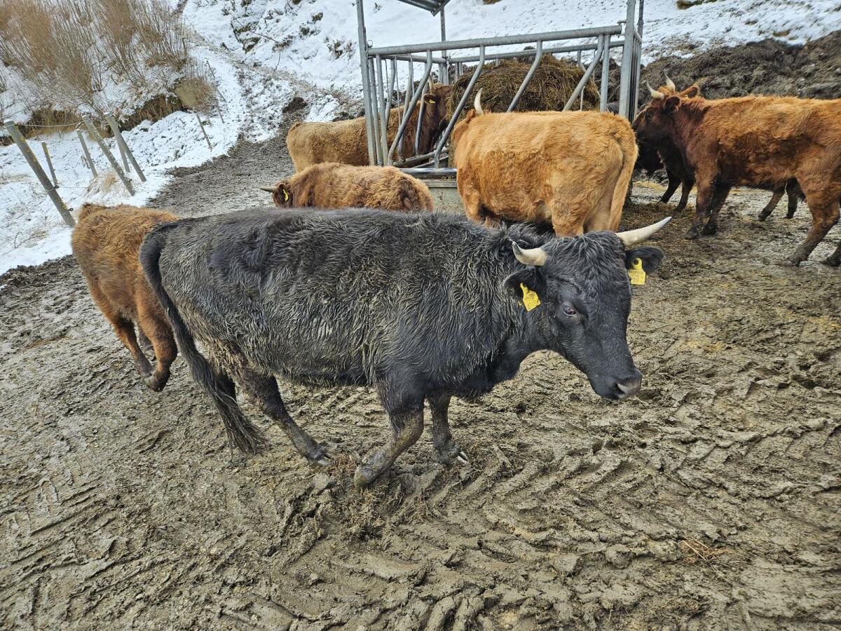 Kalbinen u Stierkälber 2