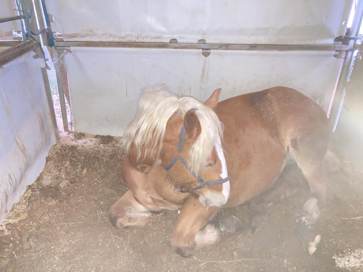 2 Wundervolle Noriker 2