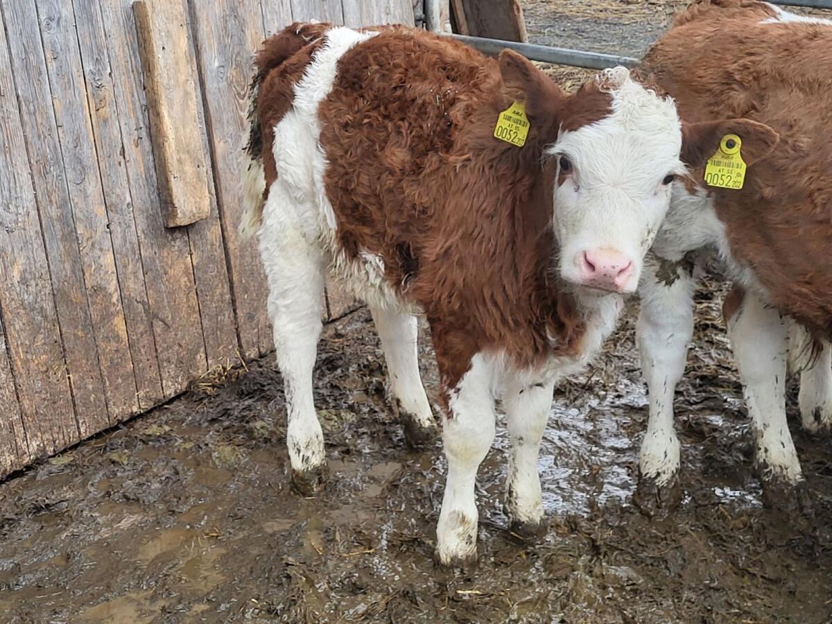 Kuhkälber Bio 2
