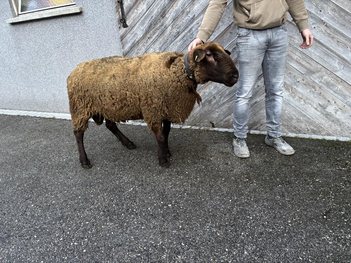 BIO Jura Zuchtbock 2