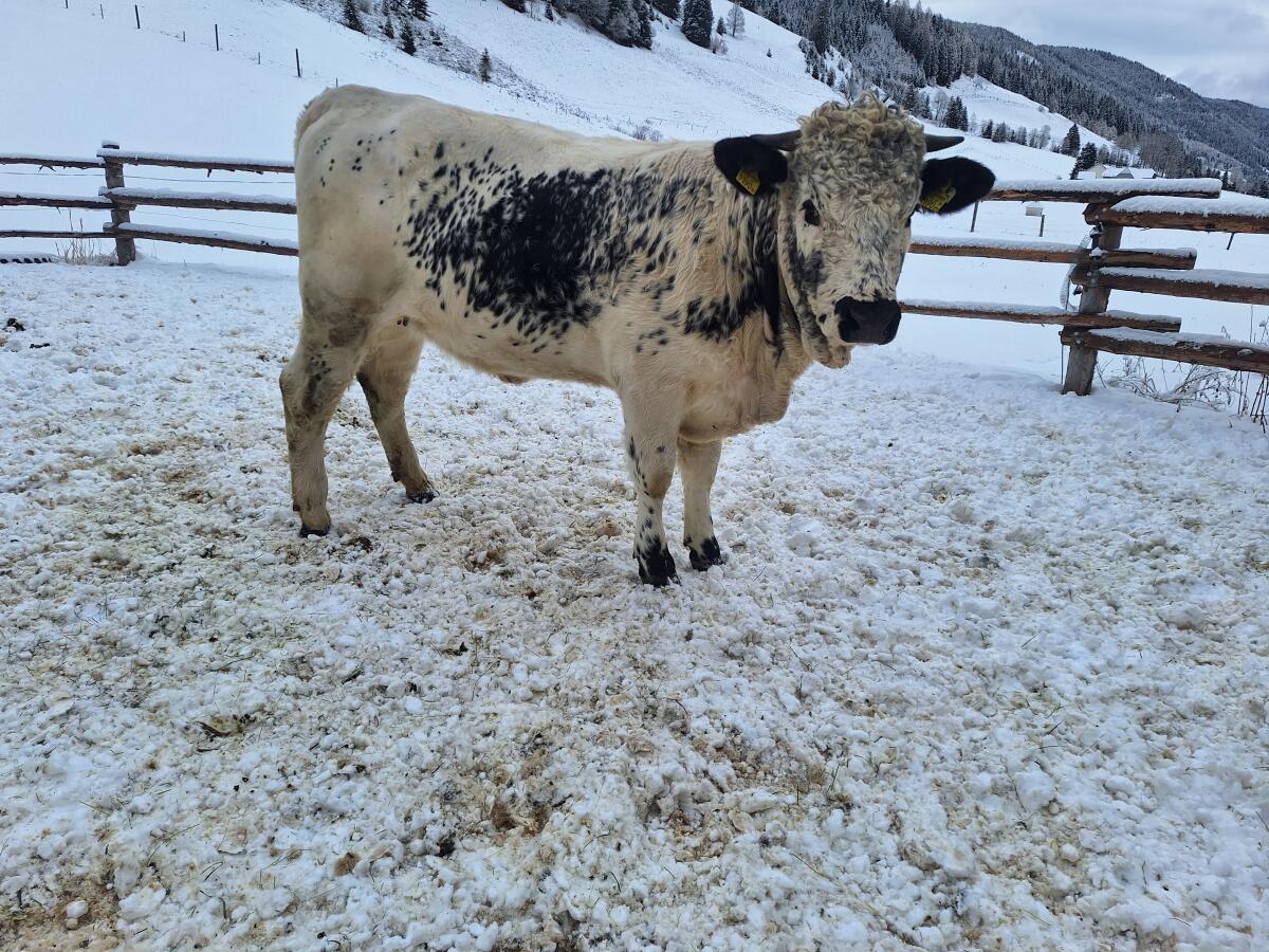 Bio Pustertaler Sprinzen Kalbin 2