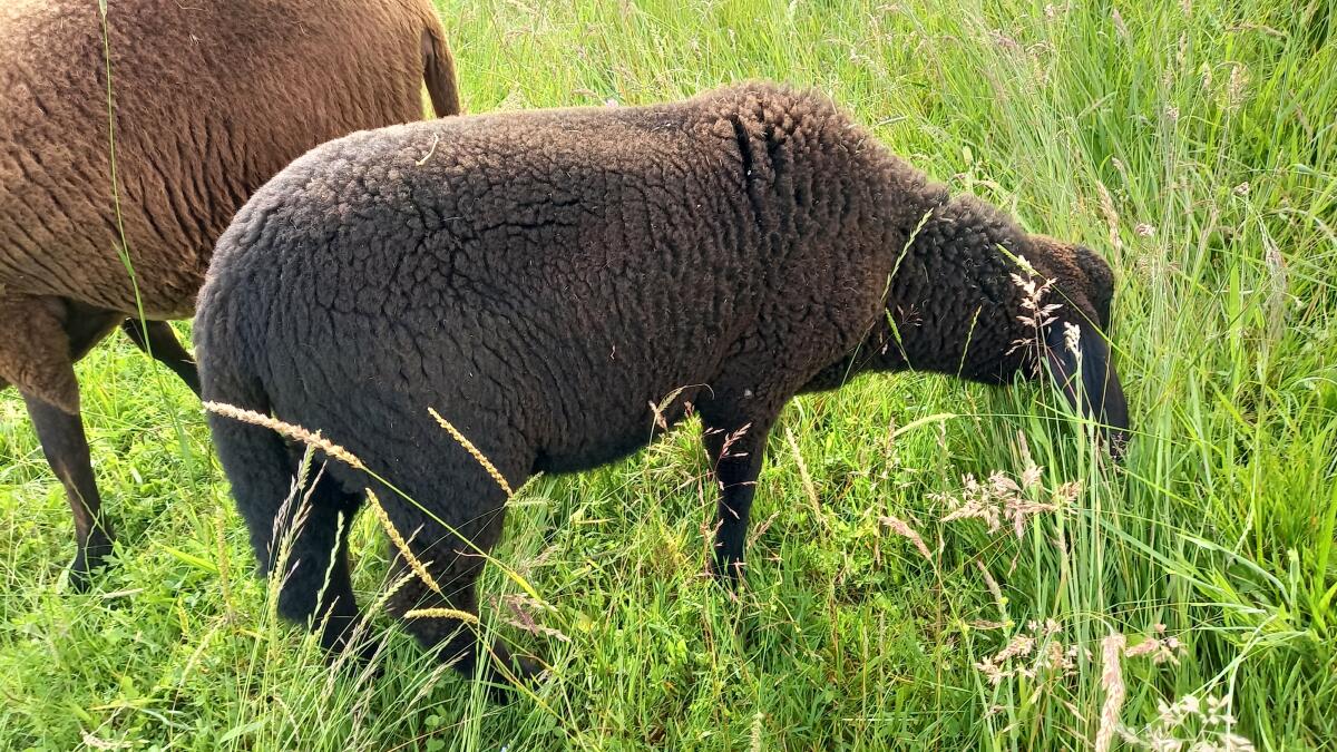 Jura Bock zu verkaufen 2