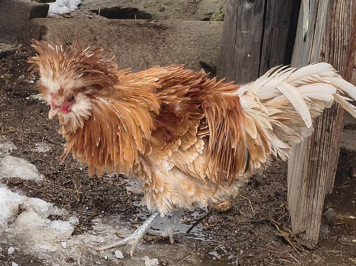 Gestruppte Paduaner 3