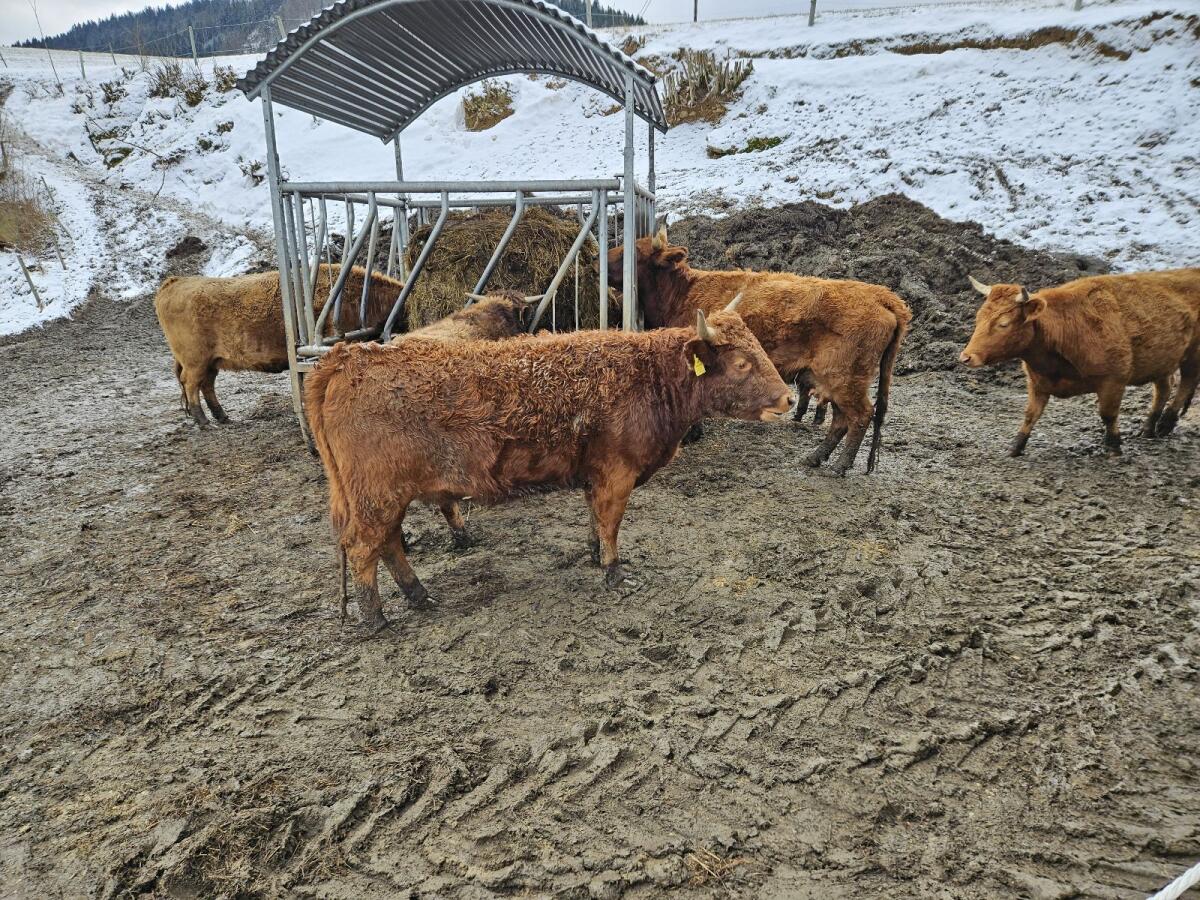 Kalbinen u Stierkälber 3