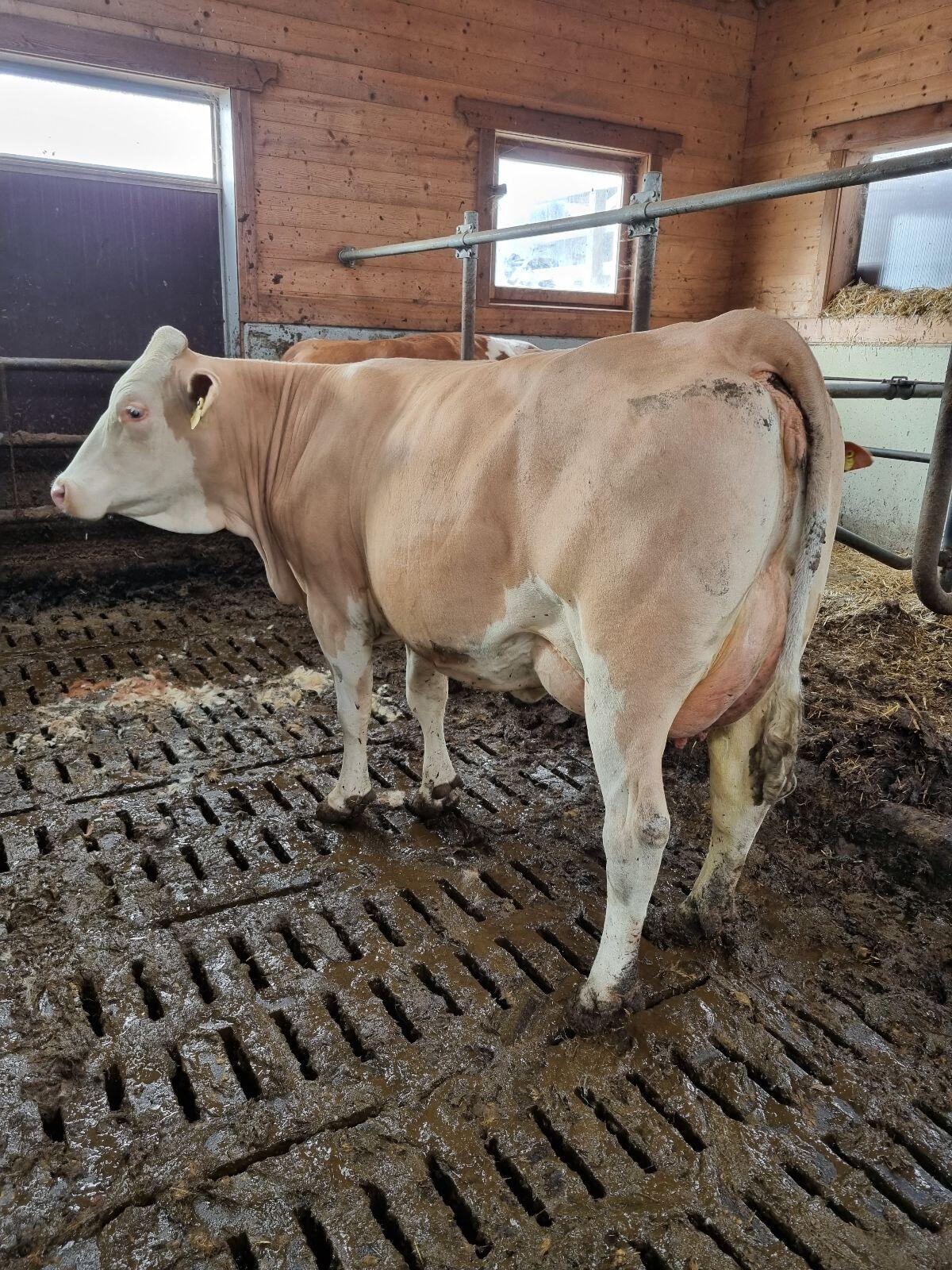 Bio-FL oder FL×RF Jungkühe 2