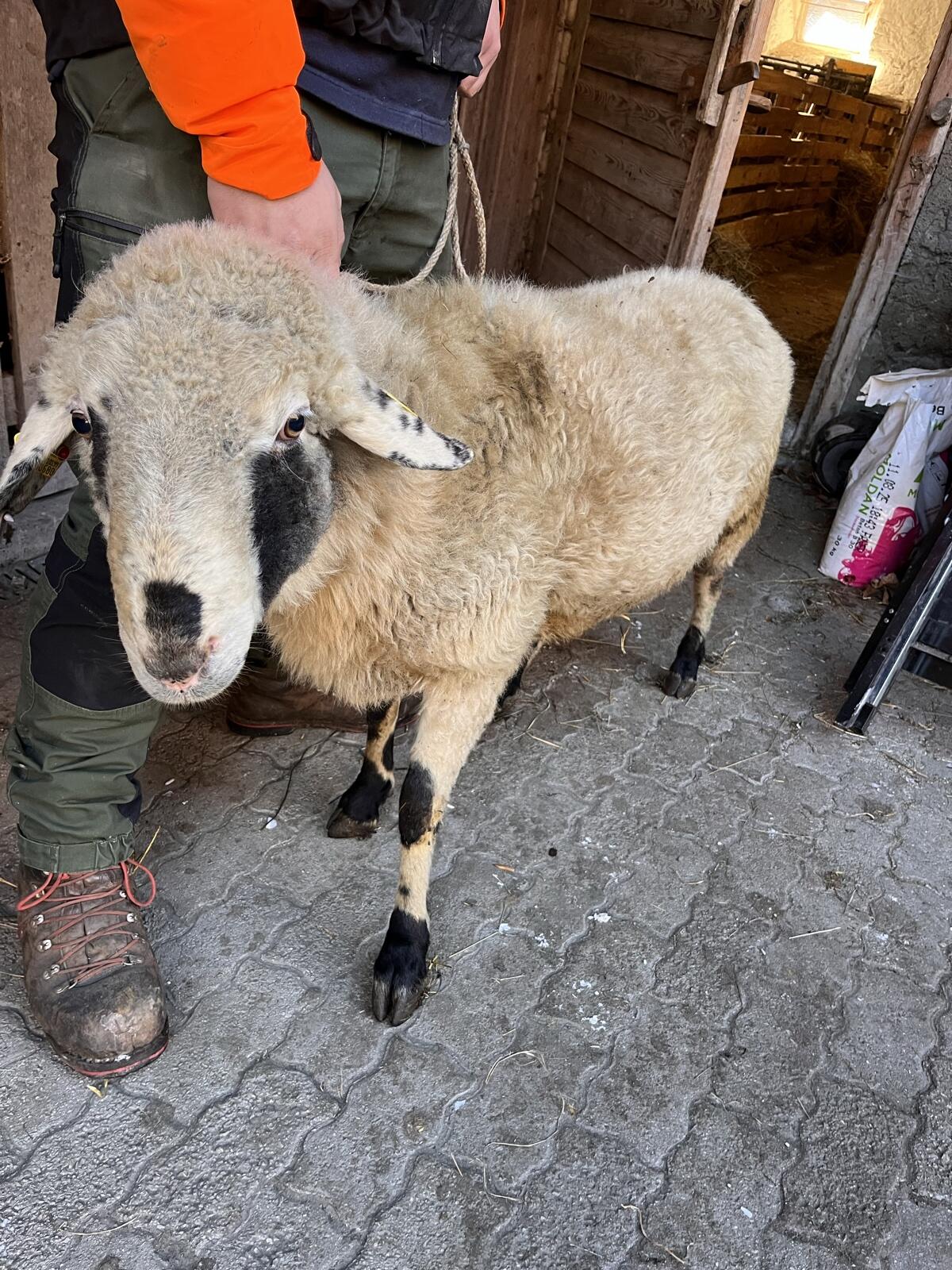 Alpiner Steinschaf-Widder 2