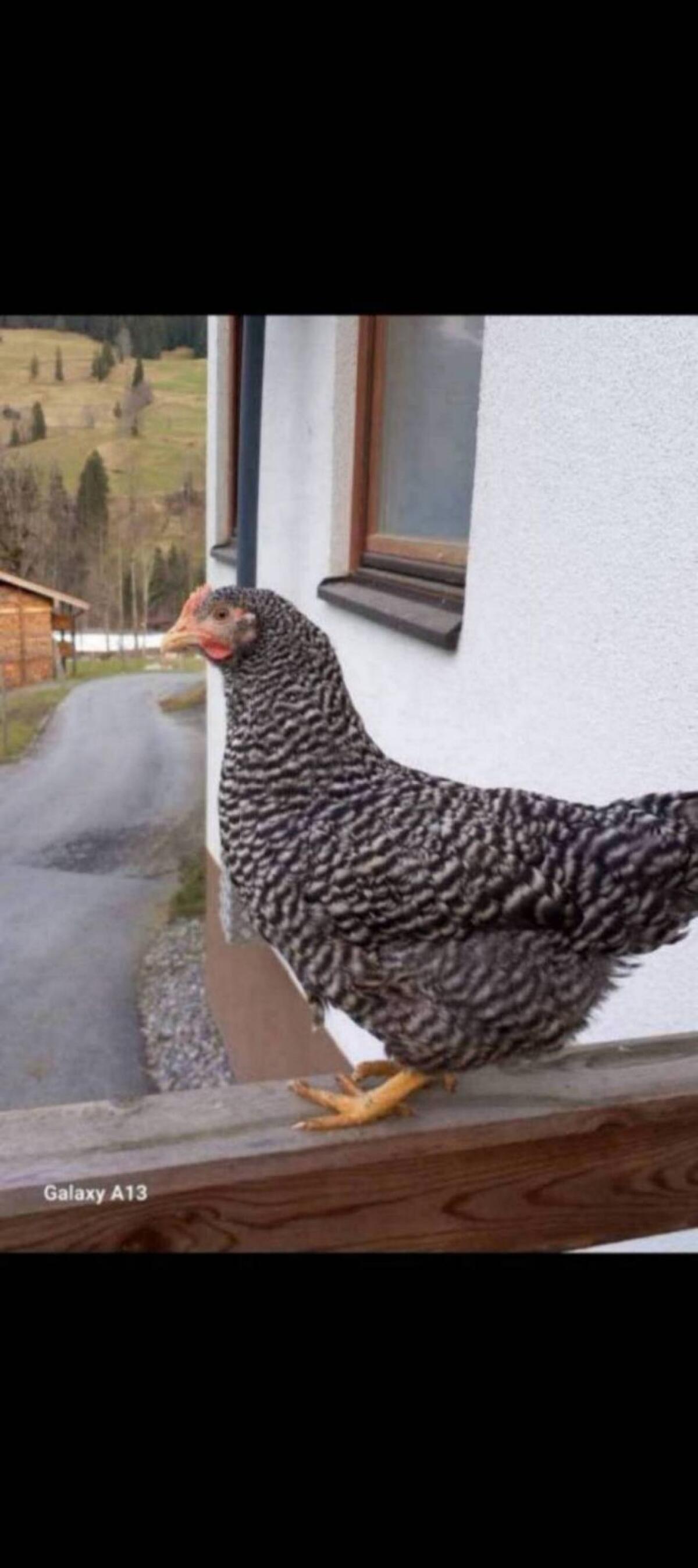 Legehennen Vorbestellung 3