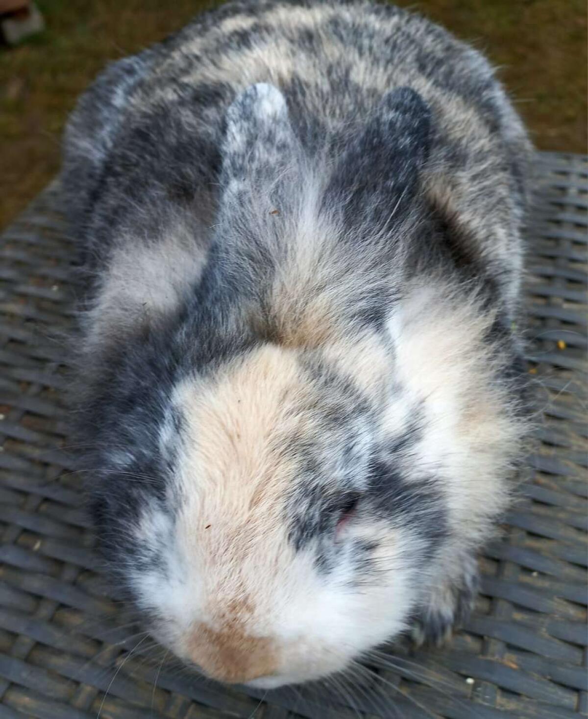 Löwenkopf Zwergkaninchen Männchen 3