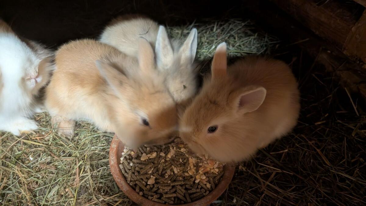 Löwenkopf Zwergkaninchen in allen Farben 2