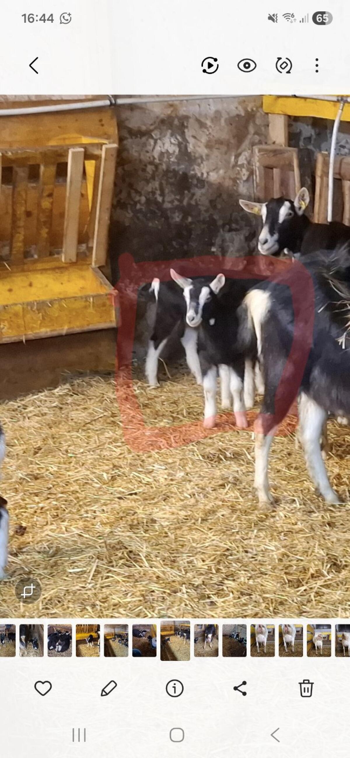 Bündner Strahlenziege mit kitz 2