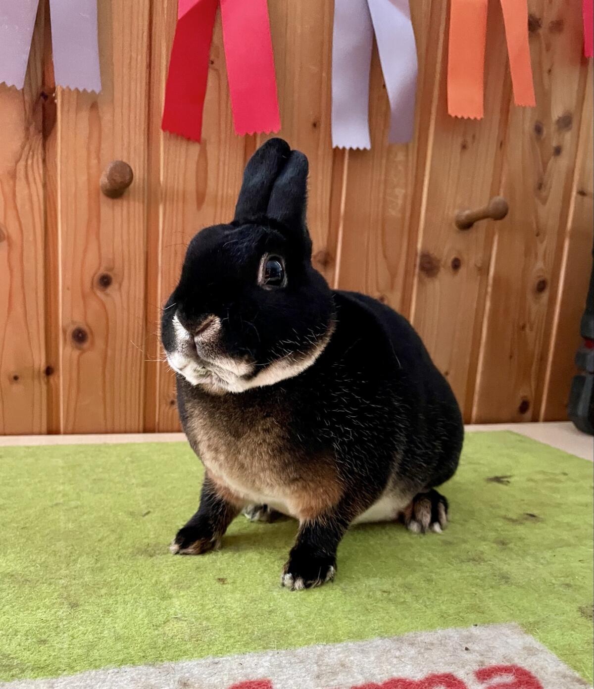 Kastrierter Zwerg Rex 2