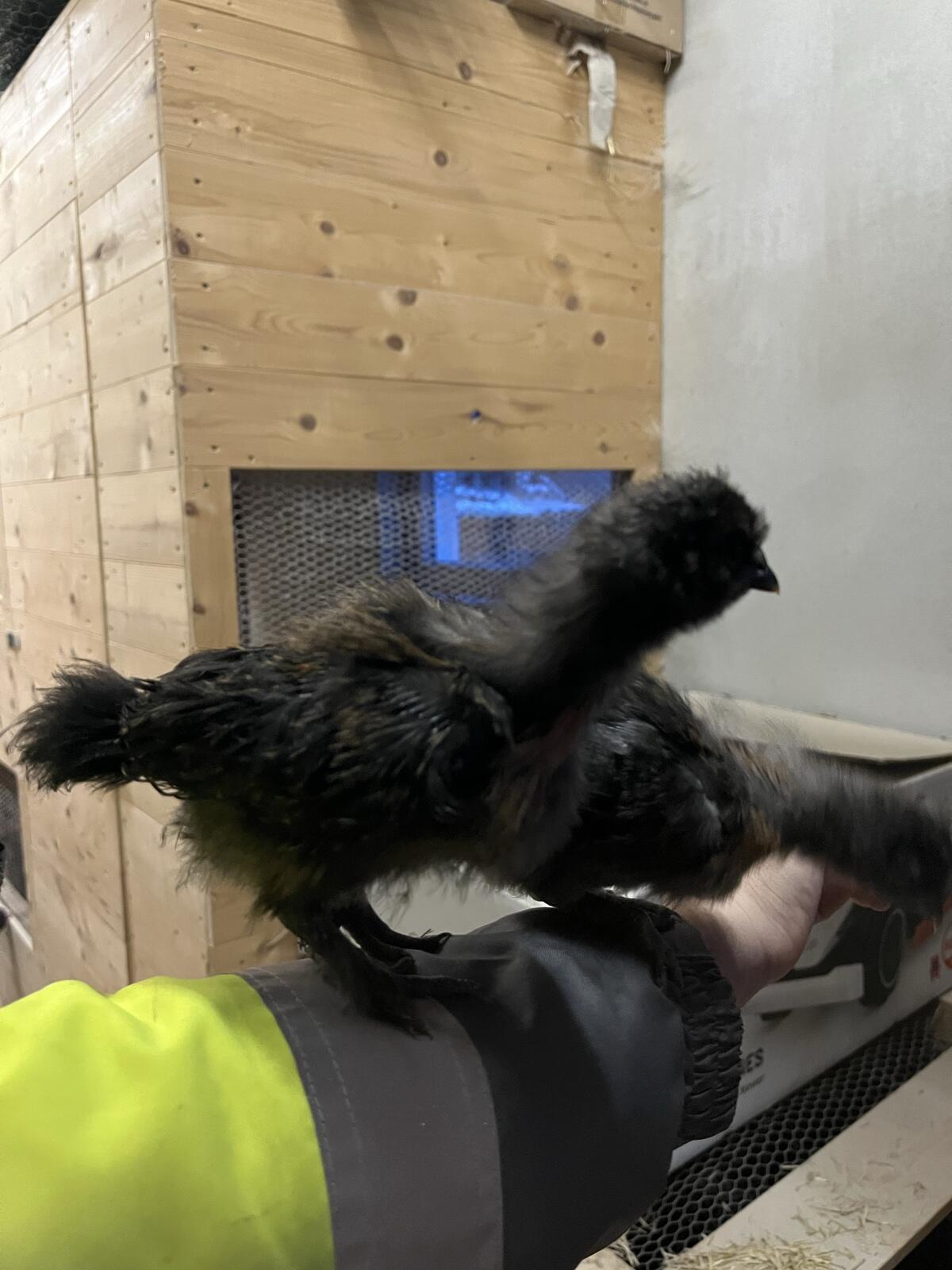 Seidenhühnerkücken 3