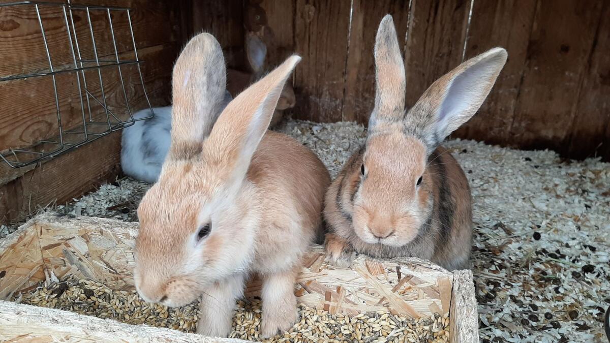 Japaner Mix Kaninchen 2