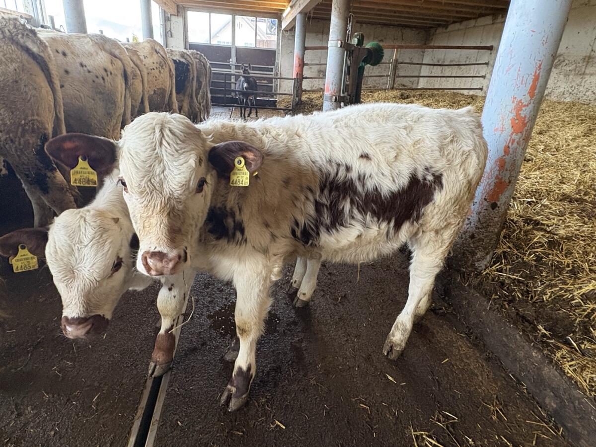 Pustertaler Sprintzen Kalbin Bio 2