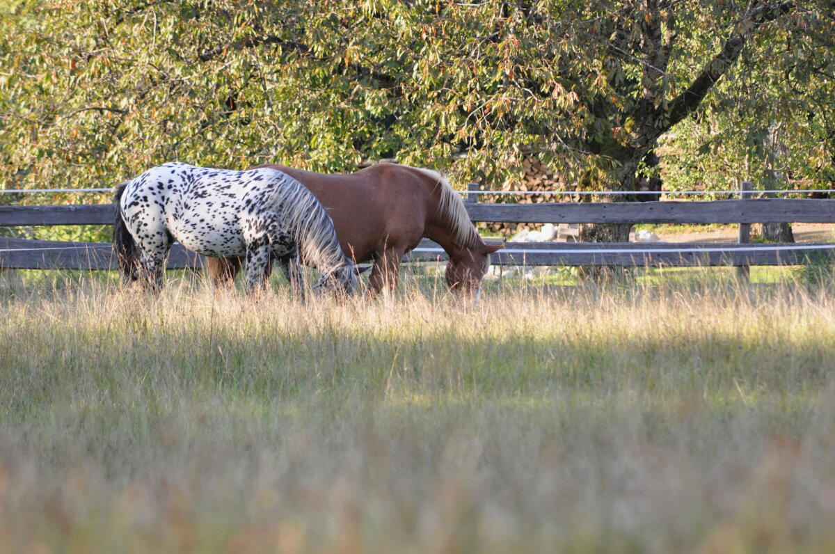 Sommerurlaub für Pferde 3