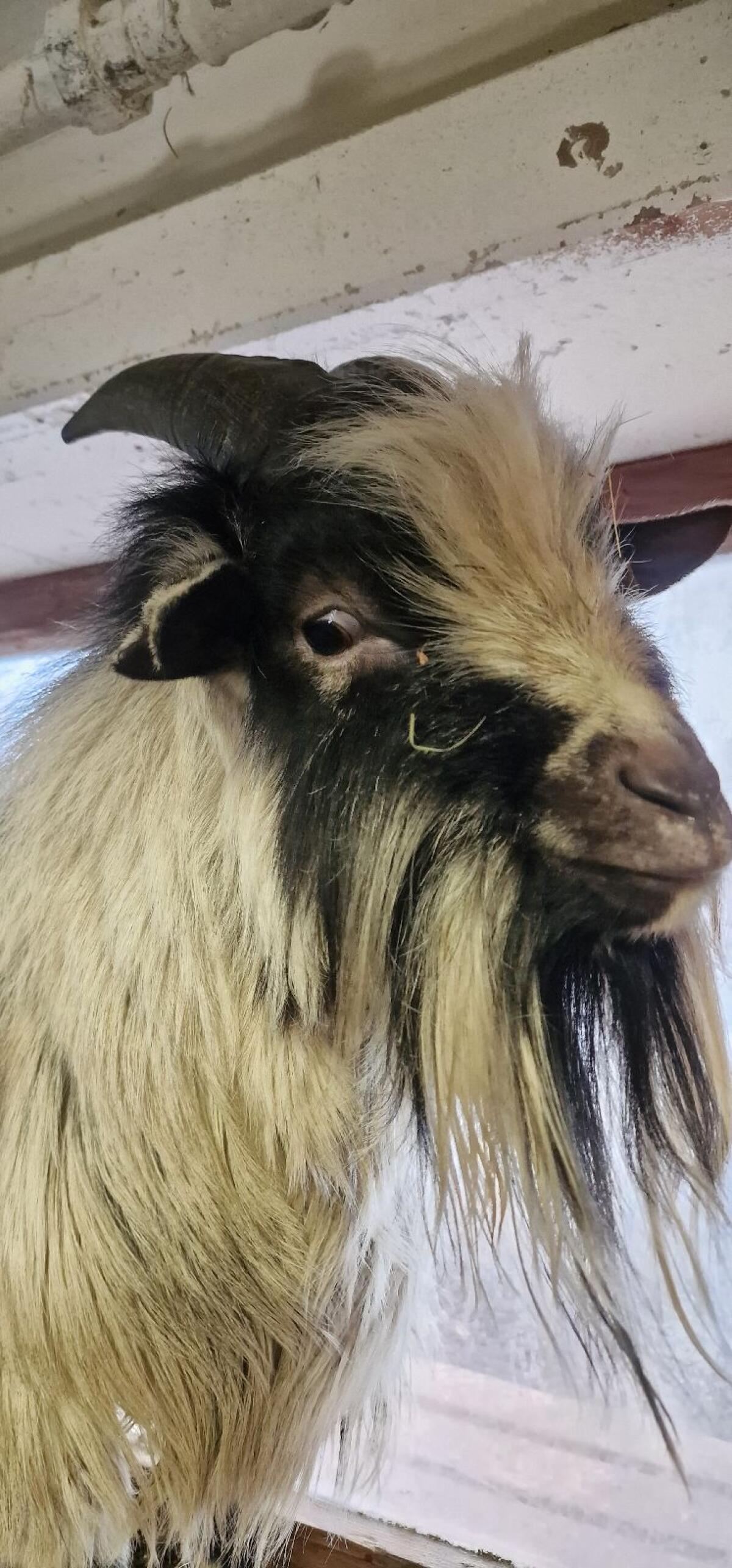 Mini Zwergziegenbock 2