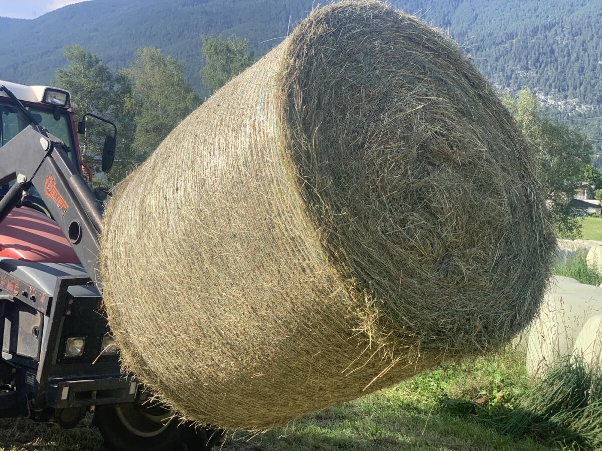 Heu zweiter Schnitt sieben Stück 2