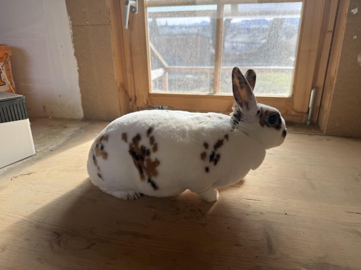 3 Dalmatiner Rex Hasen abzugeben – zuchtgeeignet 2