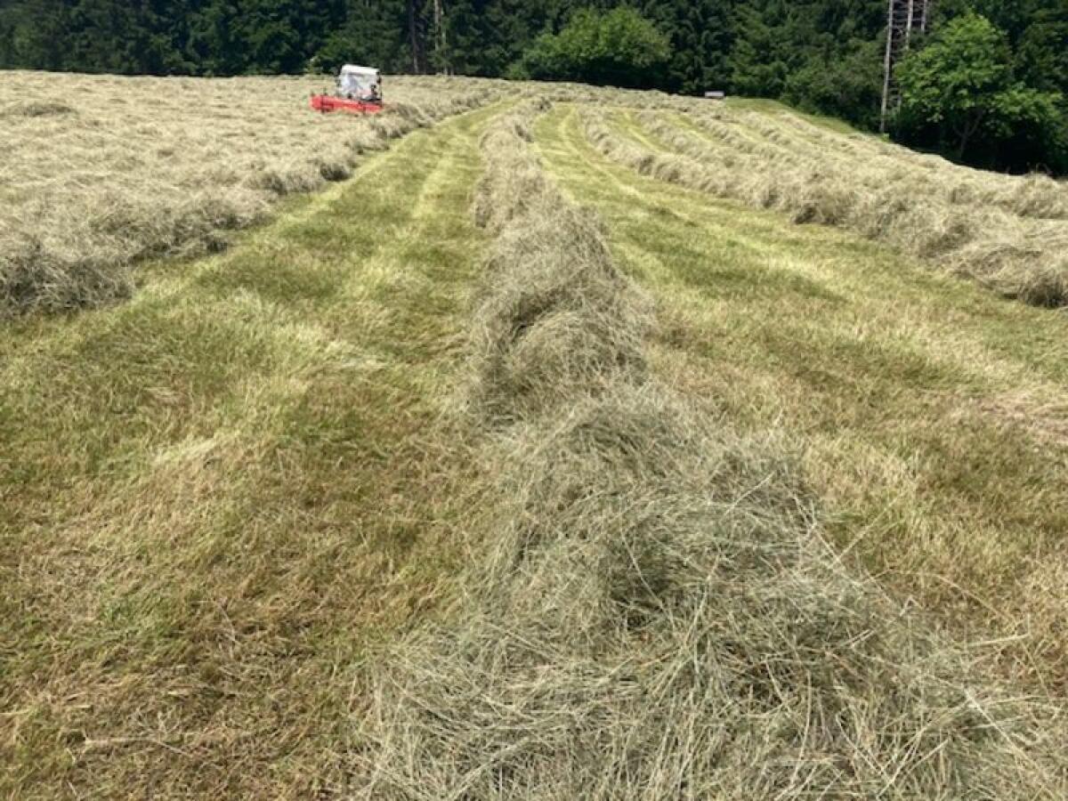 Suche längerfristigen Abnehmer für 1. /2. Schnitt (Heu) 2