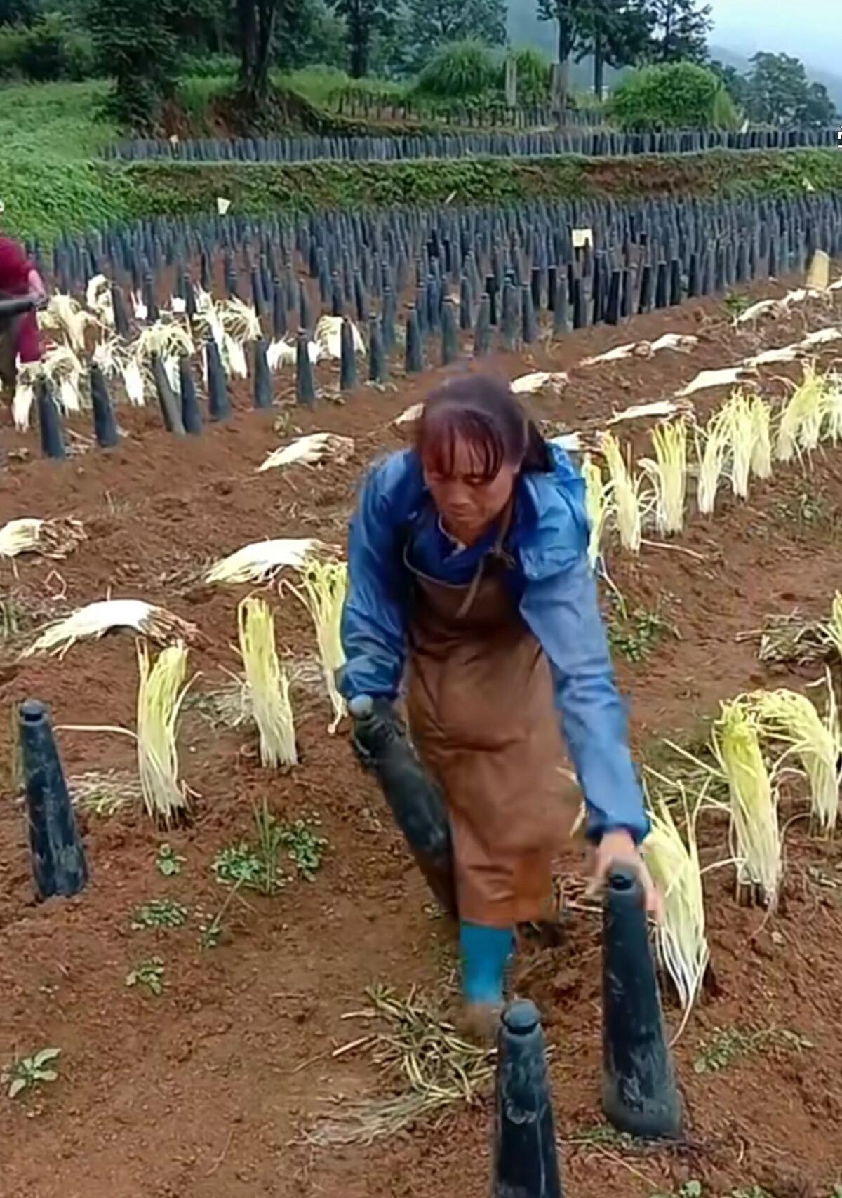 Motivierte Saisonkräfte aus China für Ihren Betrieb 3