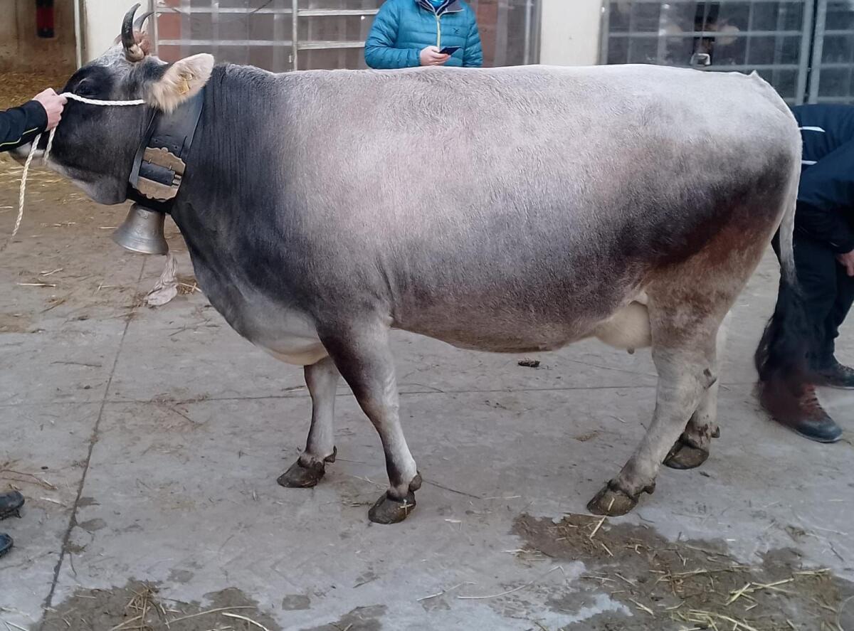 Tiroler Grauvieh Kuh 3