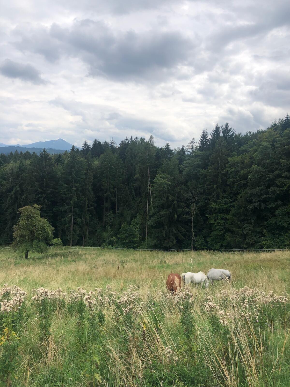 Sommerurlaub für Pferde 2