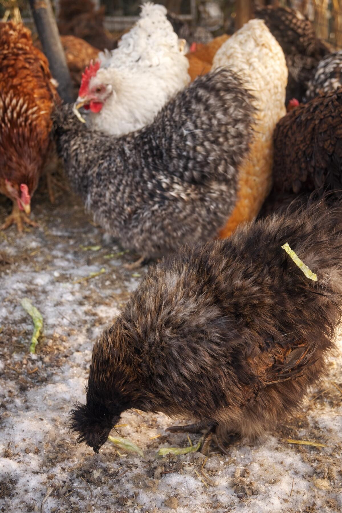 Hennen suchen ein neues Zuhause 2