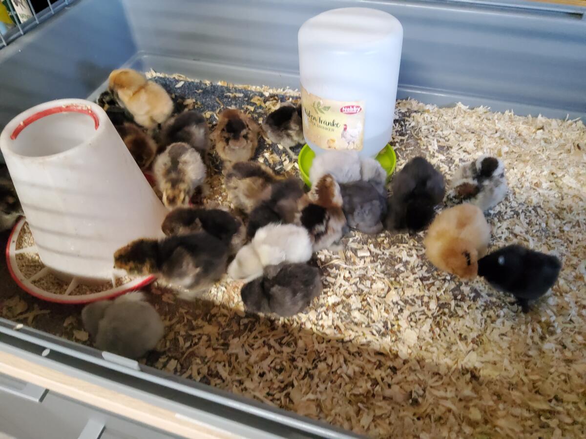 Seidenhühner Küken 2