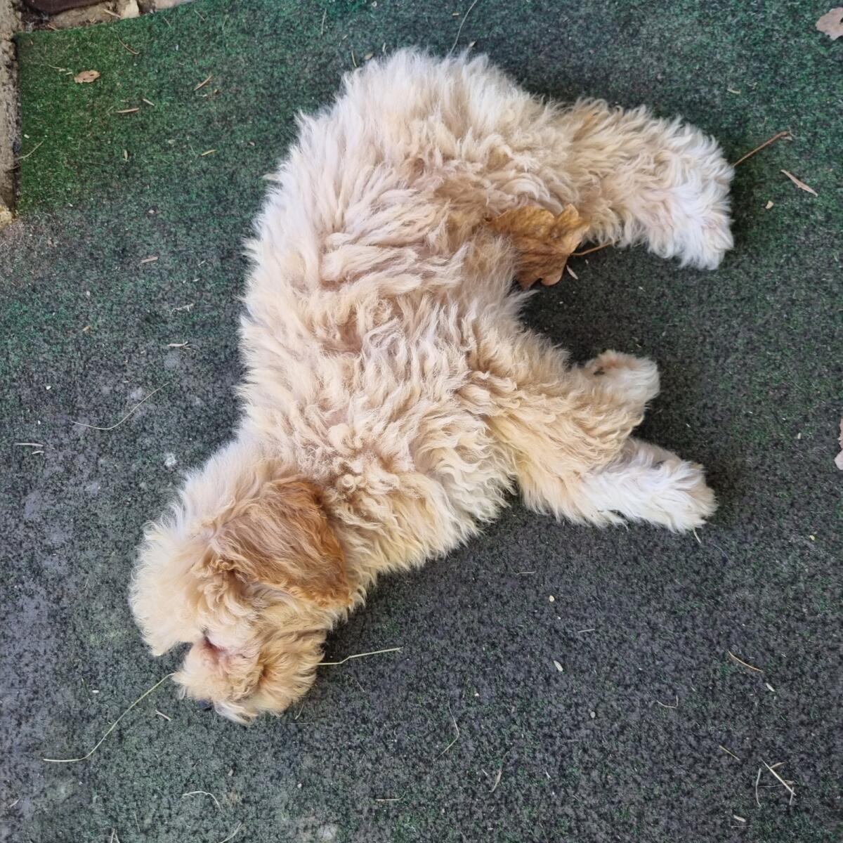 Deckrüde Maltipoo 2