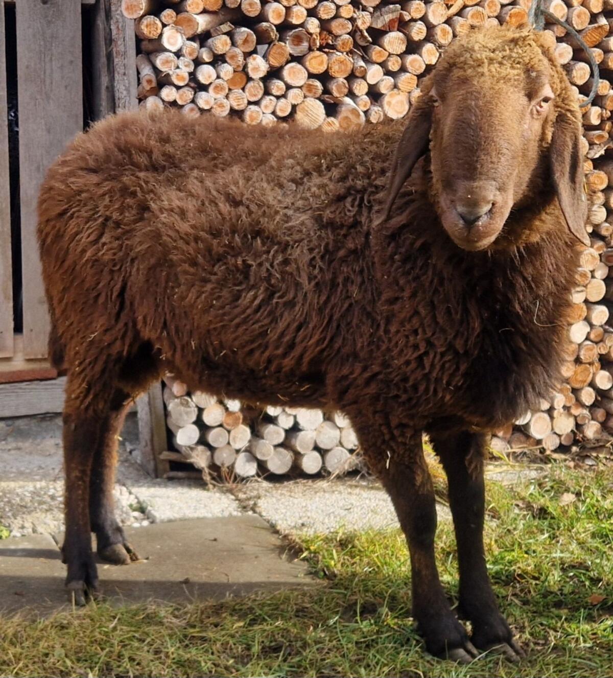 Brauner Bergschaf Widder - BIO 2