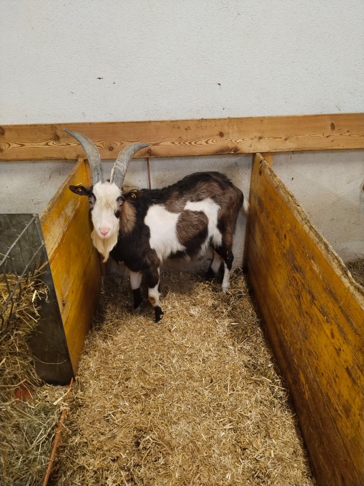 Verkaufe HB Tauernscheckenbock 2