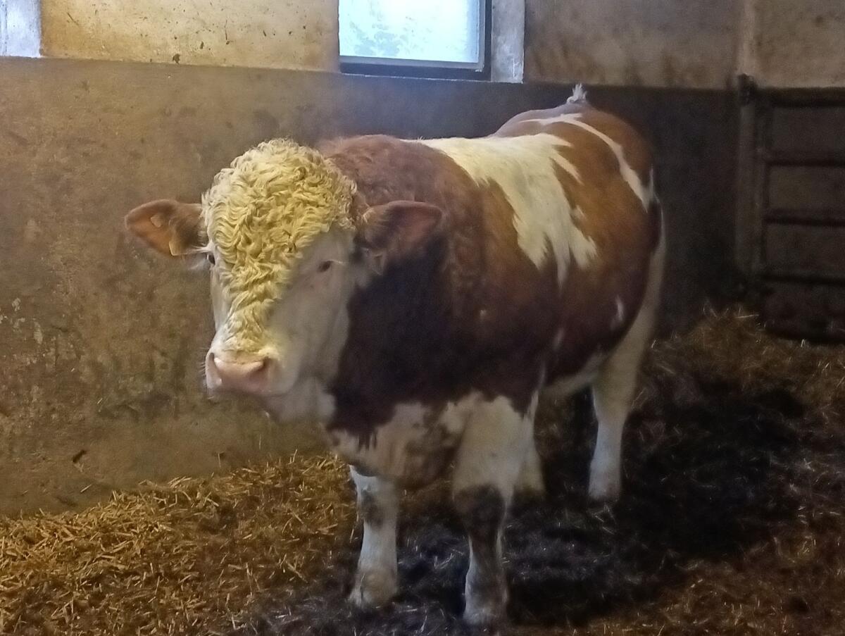 Zwei genetisch hornlose Fleckvieh Fleischzuchttiere 2