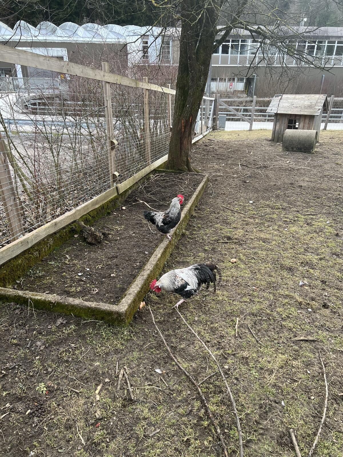 Hähne zu verschenken 2