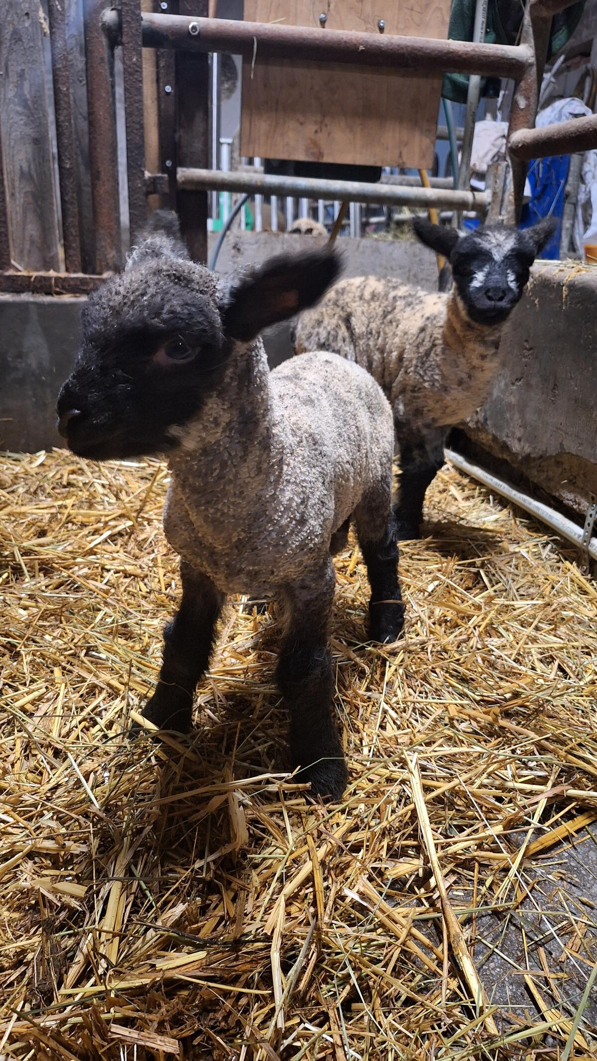 Reinrassige Shropshire Lämmer 2