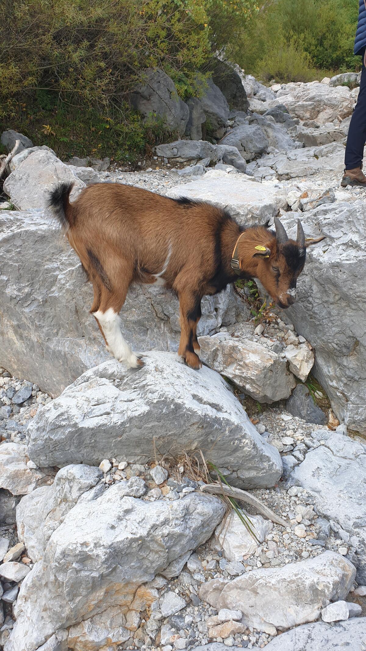 Zwergziegen - Geschwisterpaar 2