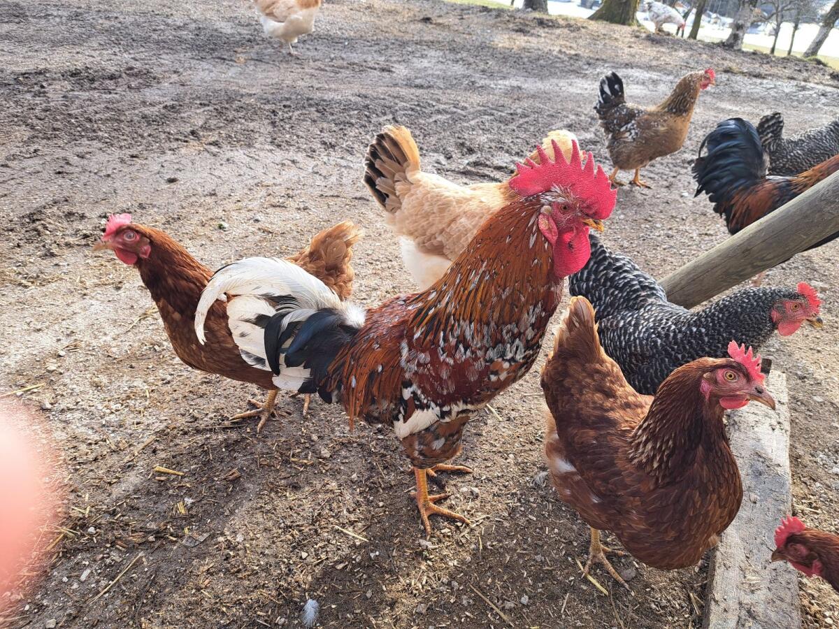 Schwedischer Blumenhahn zu verkaufen 2