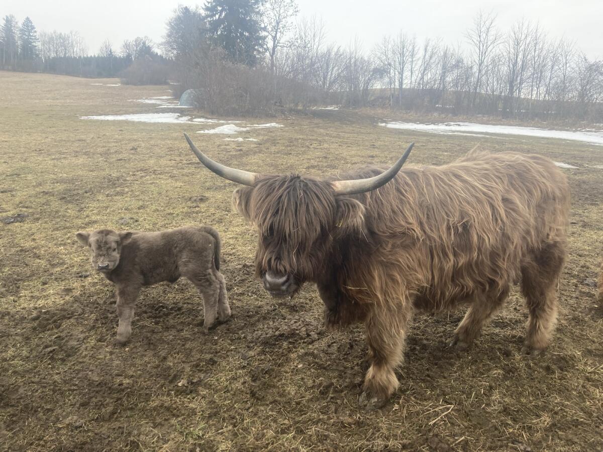 Verk. dunfarbene Hochlandrindkuh mit Kalb! BIO 2