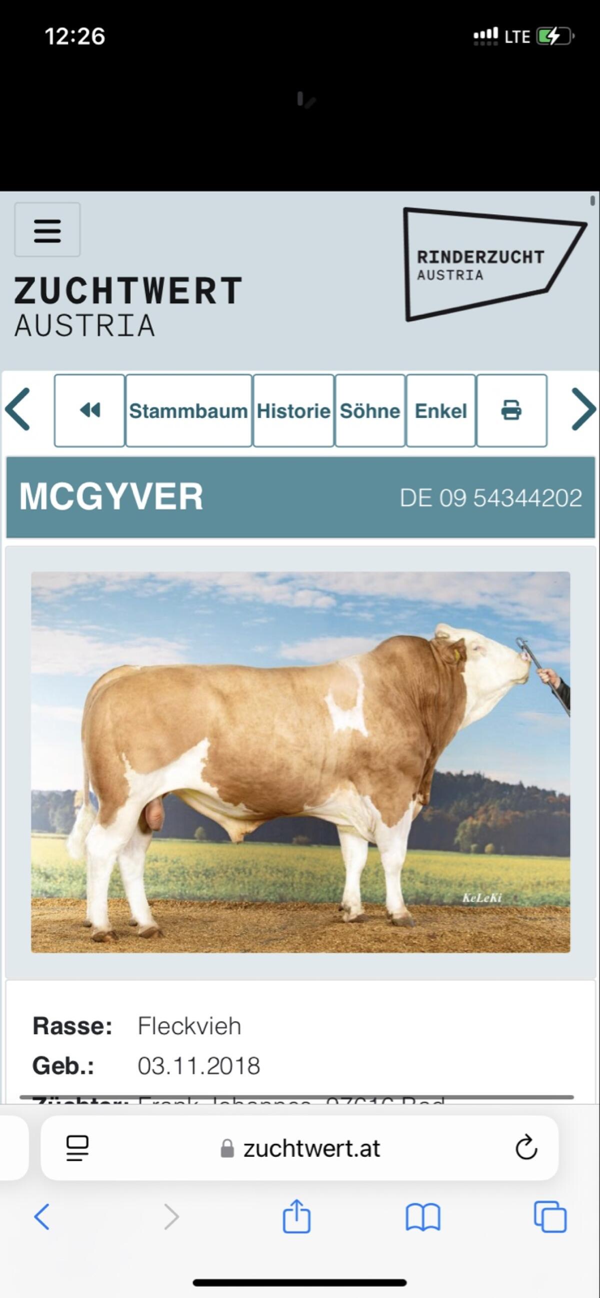 Gekörter Deckstier 2