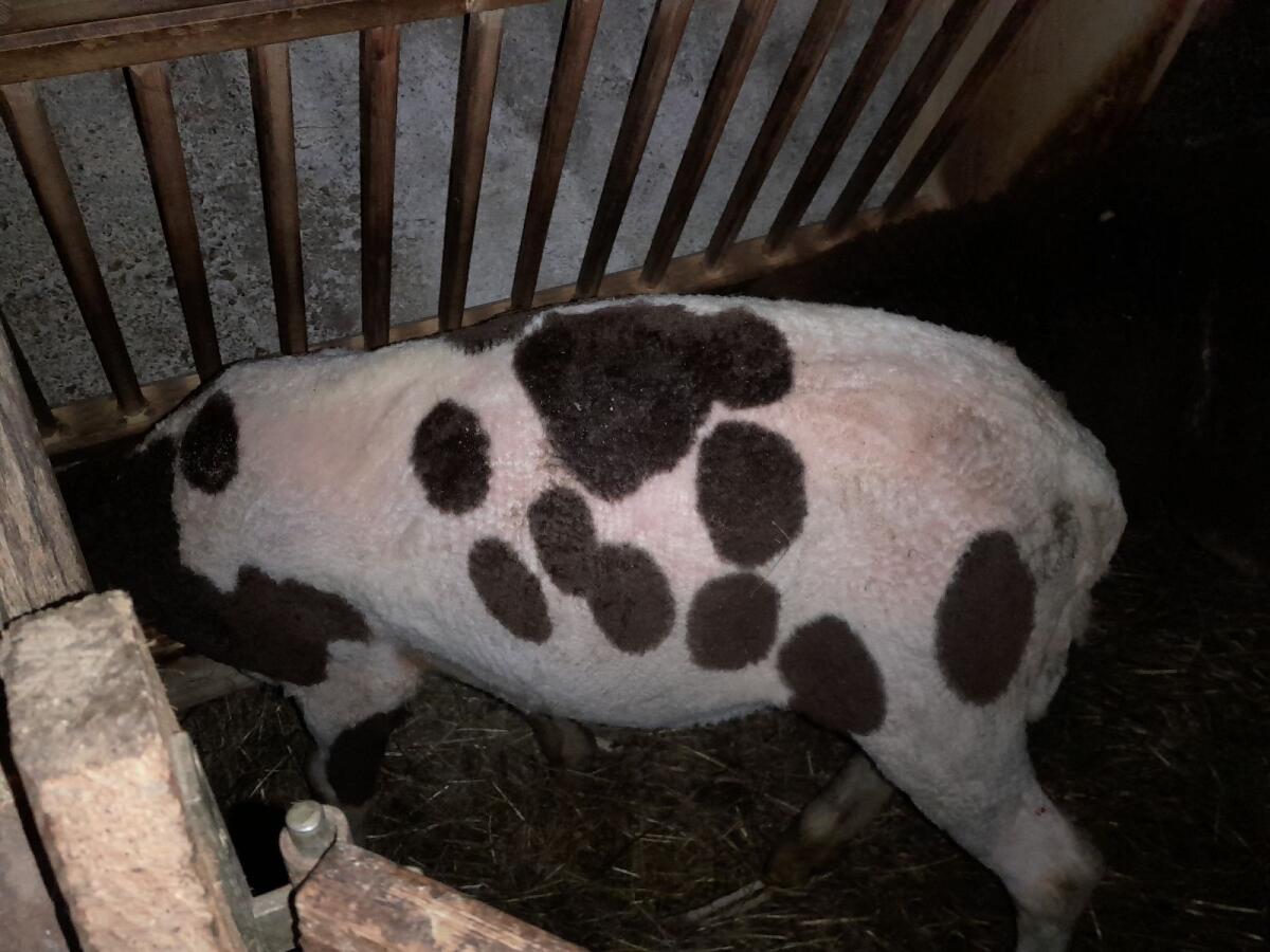 Tscheggn widder Rein kein Hb vom September 3