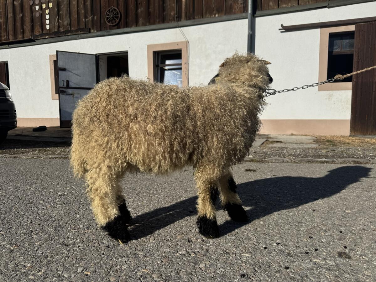Walliser Schwarznasen Bock-Lamm 3