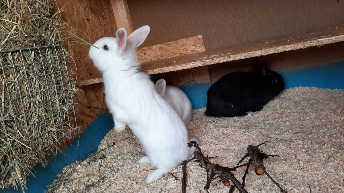 Zwergkaninchen weiblich 6 Monate 3