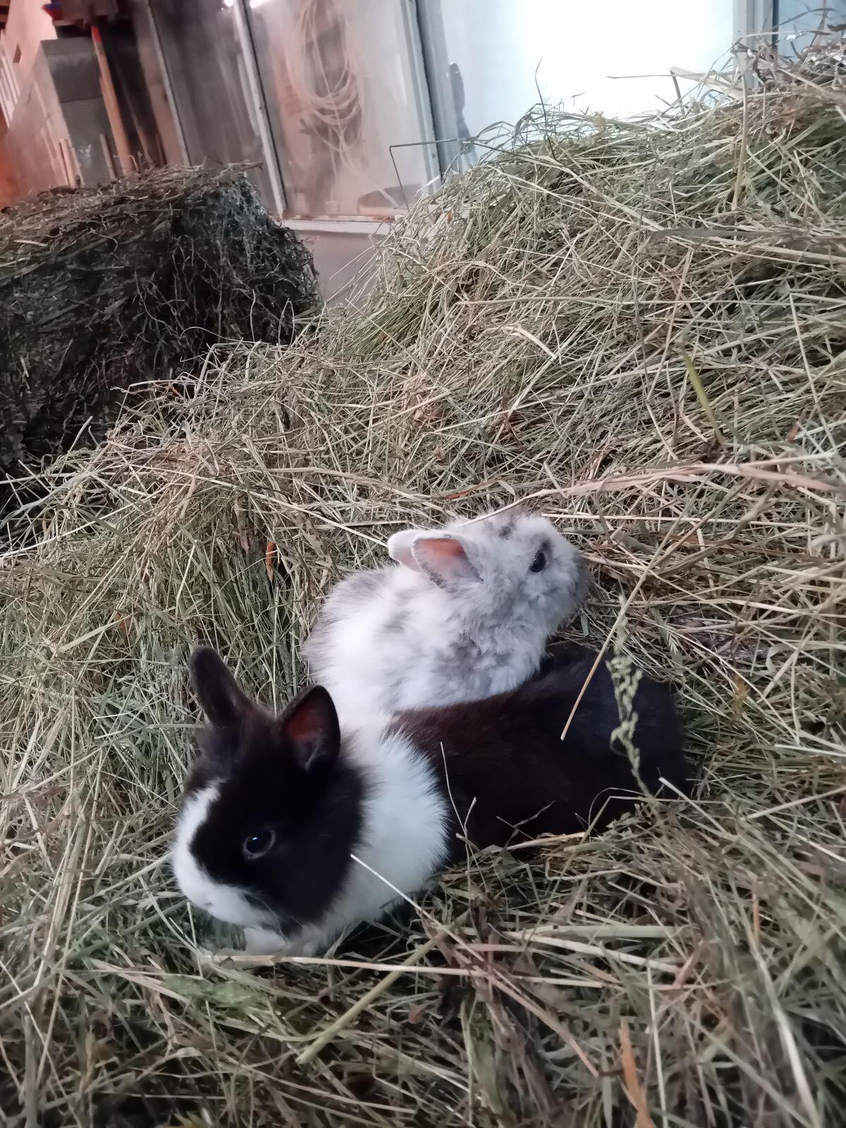 Zwerglöwenkopf Hasen 2