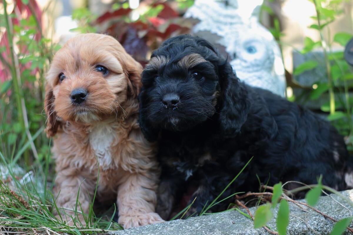 Wunderschöne Cockerdoodle in Planung 3
