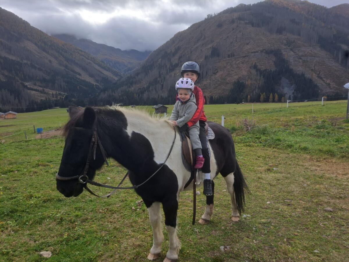 Reit-& Freizeitpferde 2