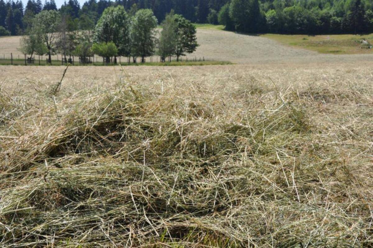 Heu Rundballen Pferdeheu Heuballen 3