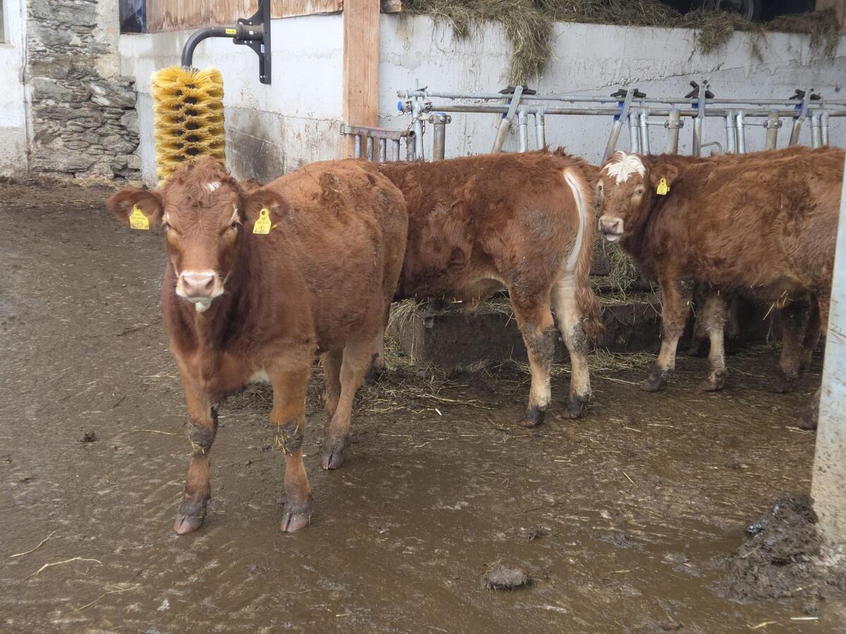 weibliche Fresser,  Einsteller 3