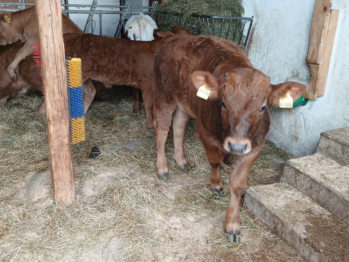 Murnau Werdenfelser Stier Absetzer 2