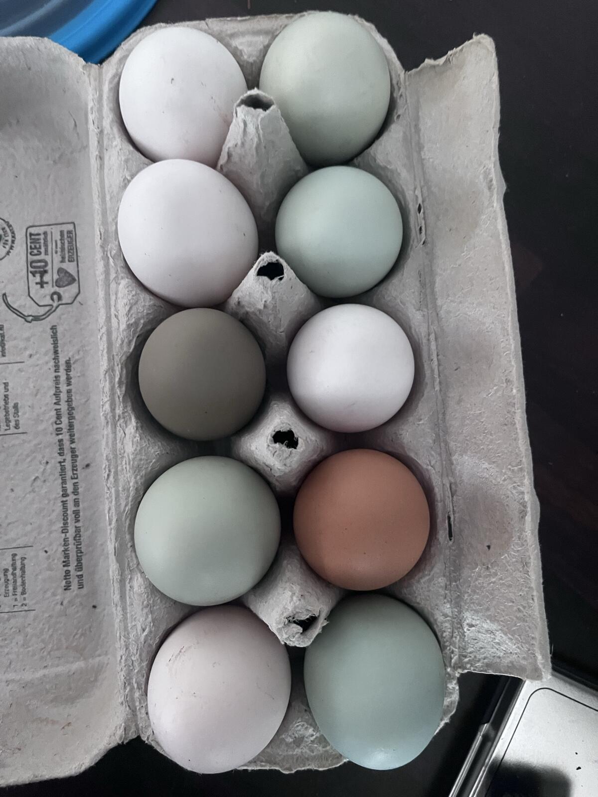 Bruteier gemischte Rassen – Marans, Lohmann & Grünleger 2