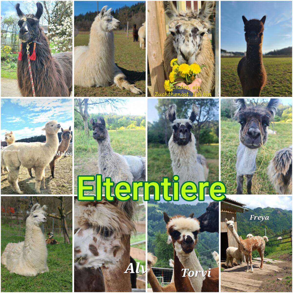 Wunderschöne Alpakas und Wooly Lamas zu verkaufen 2